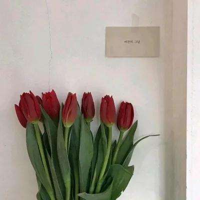 凤凰彩票手机app下载